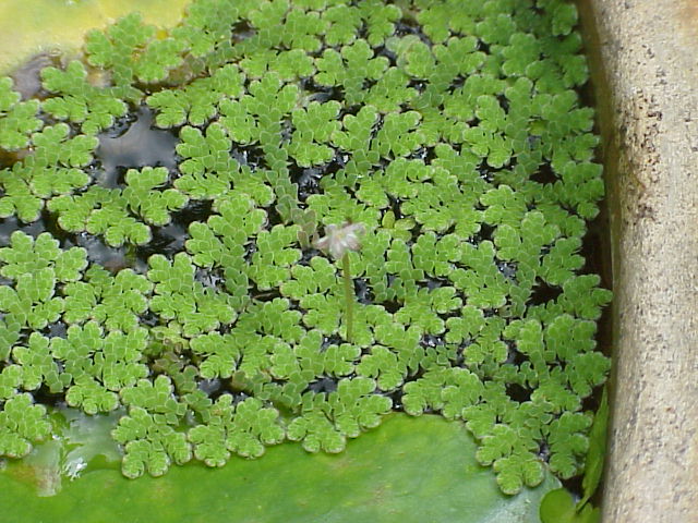 Azolla_caroliniana0
