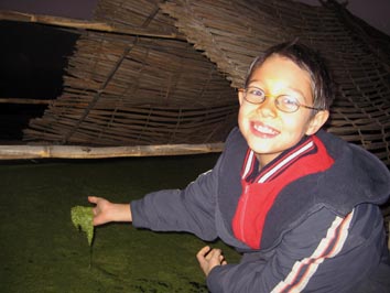 azolla